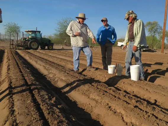 SBAR guayule planting 2018
