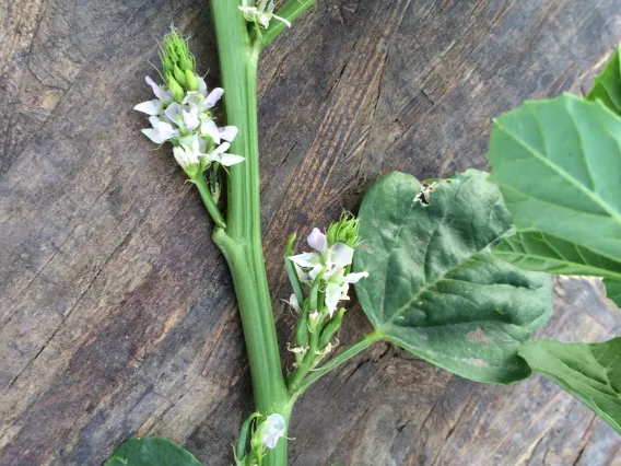 Stage 5 - 50% flowering stage in guar development (660 Growing Degree Days)