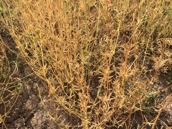 Stage 8 - Guar at maturity; ready for harvest (1775 Growing Degree Days)