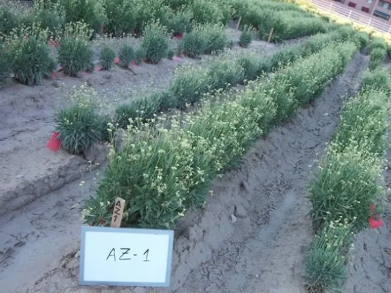 Germplasm line planted in Arizona.