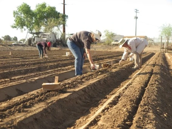 SBAR West 4.12.18 Guayule Planting