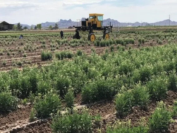 Tractor equipped with high throughput sensors