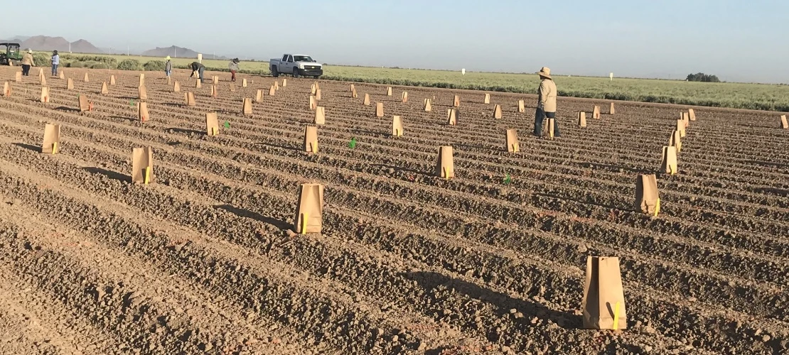 Guayule variety trials