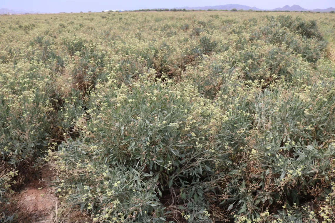 Adult guayule plants in an Arizona field Adult guayule plants in an Arizona field
