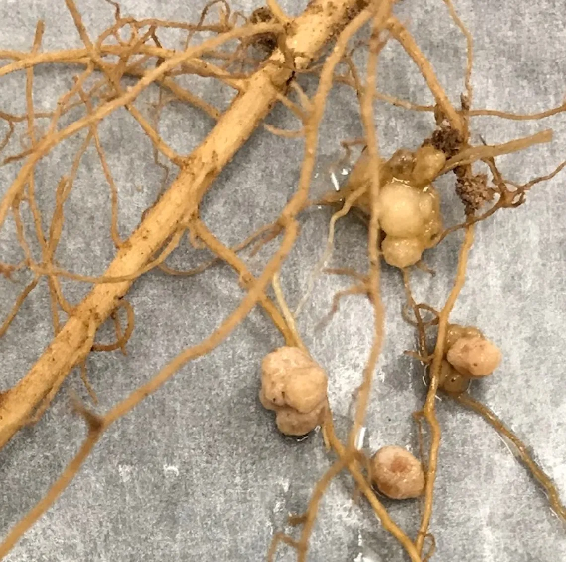 Nodules from the roots of guar plants grown at NMSU’s Leyendecker Science Center. Nodules from the roots of guar plants grown at NMSU’s Leyendecker Science Center.