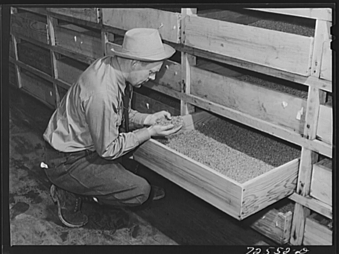A researcher examines dry guayule seed in 1943 A researcher examines dry guayule seed in 1943