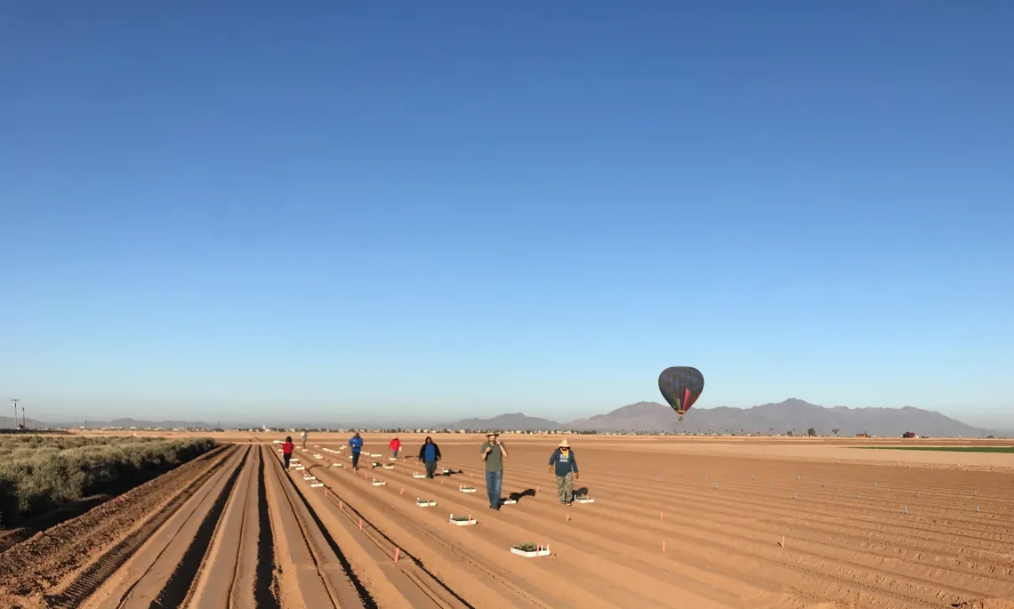 Planting guayule at Maricopa Agricultural Center, November 2019. Planting guayule at Maricopa Agricultural Center, November 2019.