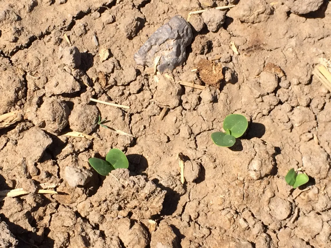Stage 1 - Guar  emergence (129 Growing Degree Days)