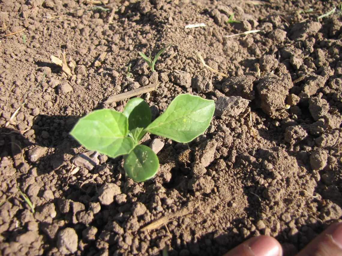 Stage 2 - Unifoliate leaf stage in guar development (249 Growing Degree Days)