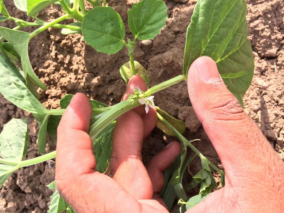 Stage 4 - Flower initiation stage in guar development (542 Growing Degree Days)