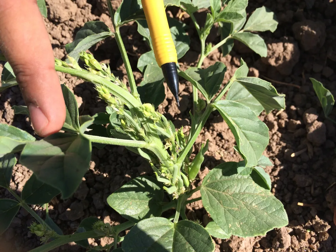 Stage 6 - Pod initiation stage in guar development (851 Growing Degree Days)