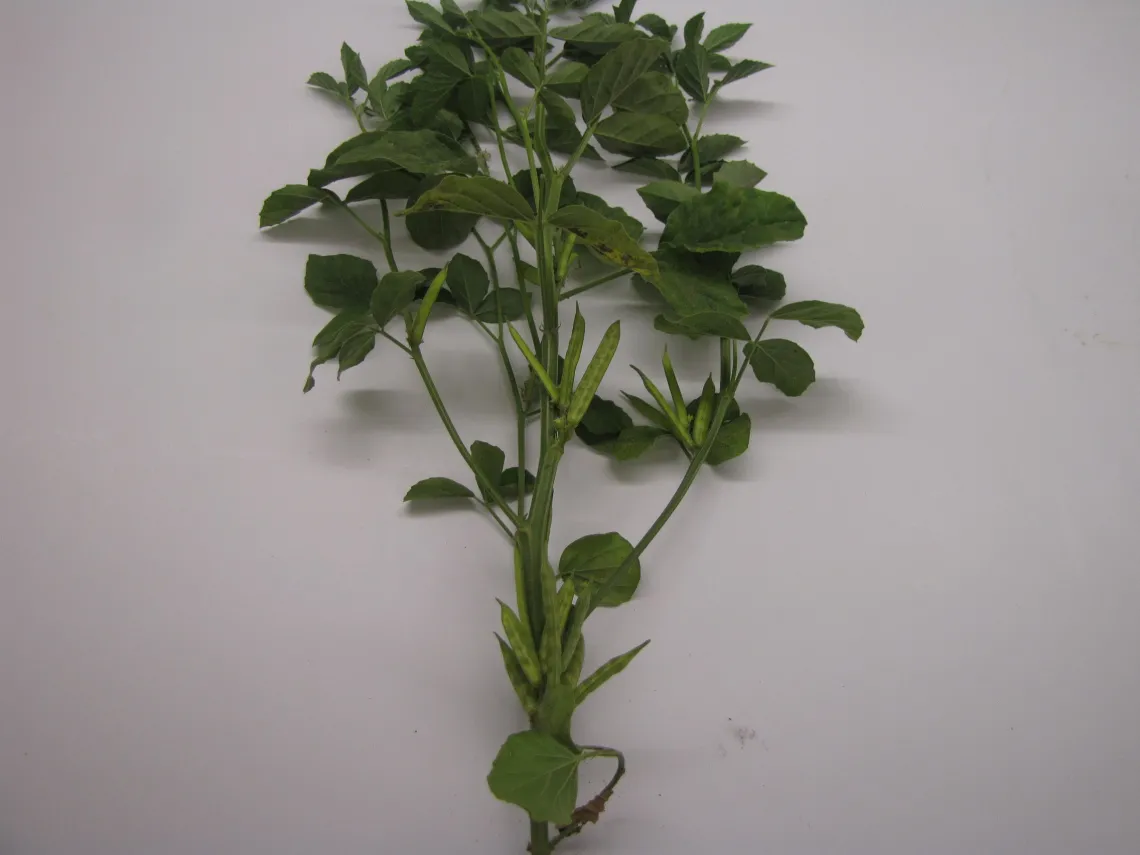 Stage 7 - 50% pod formation stage in guar development (1083 Growing Degree Days)