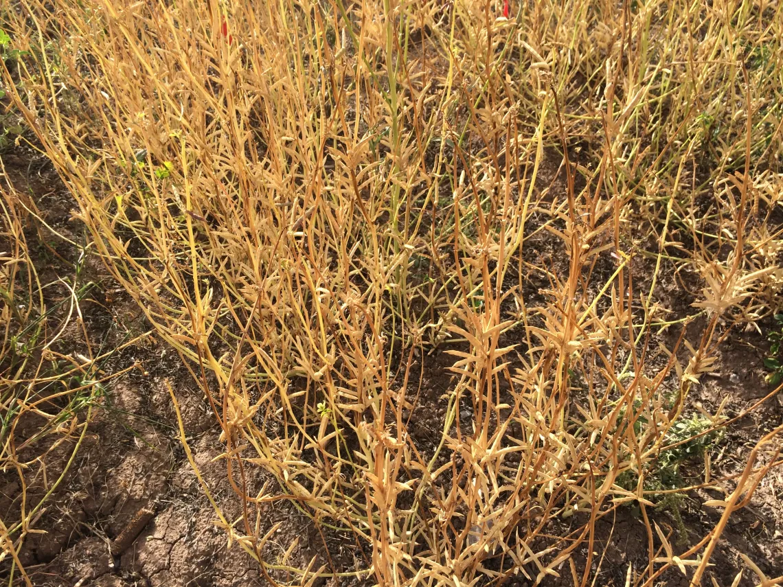 Stage 8 - Guar at maturity; ready for harvest (1775 Growing Degree Days)