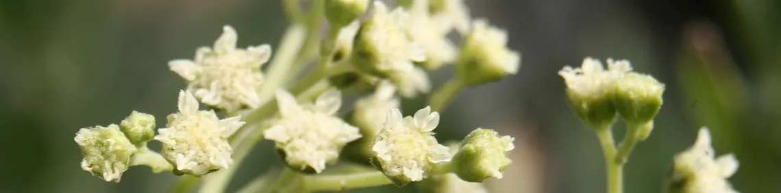Guayule flowers