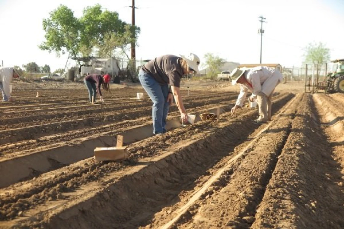 SBAR West 4.12.18 Guayule Planting SBAR West 4.12.18 Guayule Planting
