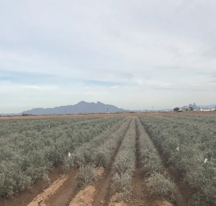 Guayule growing in the field, Eloy, Arizona Guayule growing in the field, Eloy, Arizona