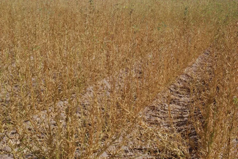 Guar variety trial in Tucson, October 2020 (120 days after planting), just before harvest Guar variety trial in Tucson, October 2020 (120 days after planting), just before harvest