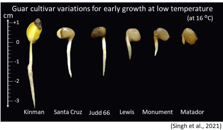 Guar cultivar variations for early growth at low temperature (16°C) Guar cultivar variations for early growth at low temperature (16°C)