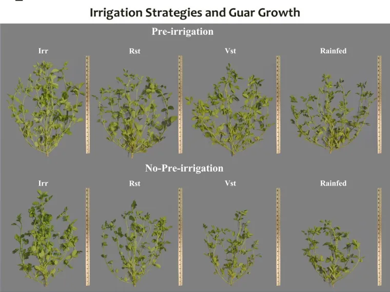 Plant structural growth images taken in November 2020 from guar fields in Clovis, New Mexico Plant structural growth images taken in November 2020 from guar fields in Clovis, New Mexico