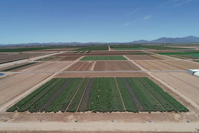 Guayule irrigation treatments at Maricopa Agricultural Center, Arizona Guayule irrigation treatments at Maricopa Agricultural Center, Arizona