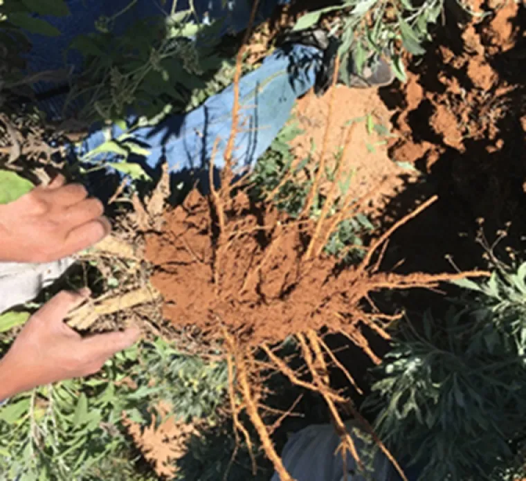 Guayule plant root zone soil used to characterize the root-zone microbiome Guayule plant root zone soil used to characterize the root-zone microbiome