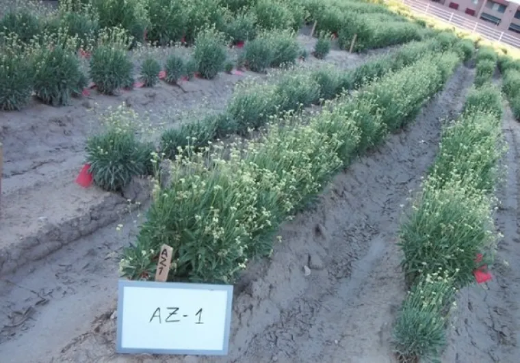 Germplasm line planted in Arizona. Germplasm line planted in Arizona.