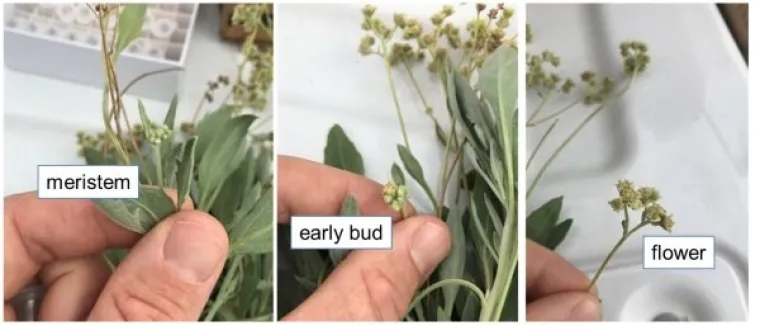 New studies: flowering-related genes' expression in field plants. Tissues sampled for 2 year old and ca. 6 month old plants; gene expression studies pending. New studies: flowering-related genes' expression in field plants. Tissues sampled for 2 year old and ca. 6 month old plants; gene expression studies pending.