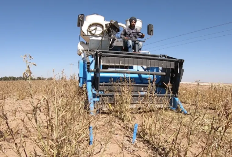 Guar harvest in Clovis, New Mexico Guar harvest in Clovis, New Mexico