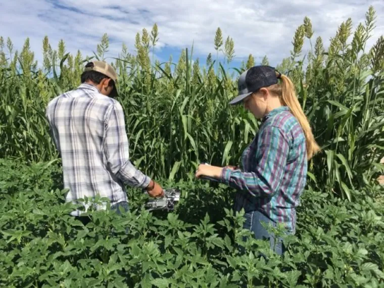 Taking photosynthesis measurements in guar field, New Mexico Taking photosynthesis measurements in guar field, New Mexico
