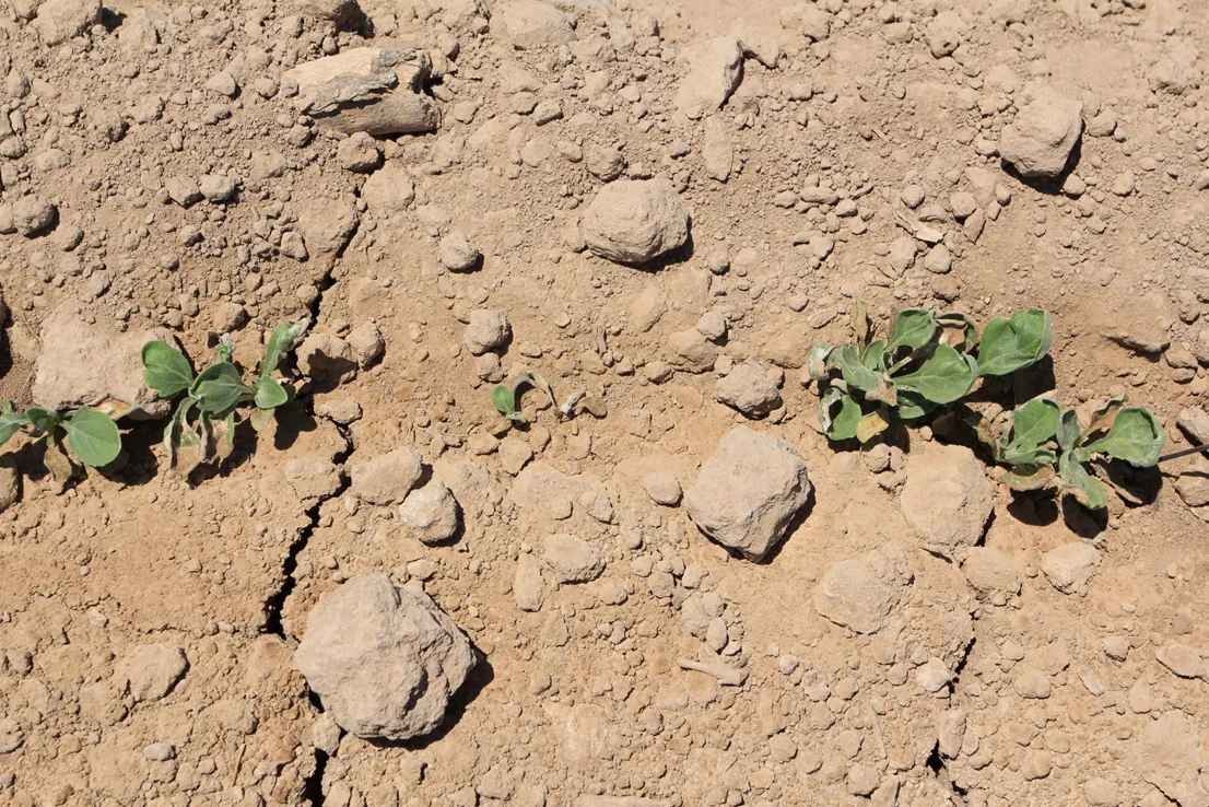 Young guayule plants show damage after Aim application Young guayule plants show damage after Aim application