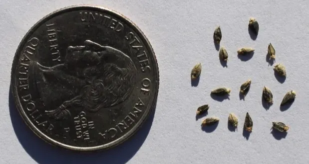 Guayule’s small seeds require specialized planting equipment to ensure proper planting rate and depth Guayule’s small seeds require specialized planting equipment to ensure proper planting rate and depth