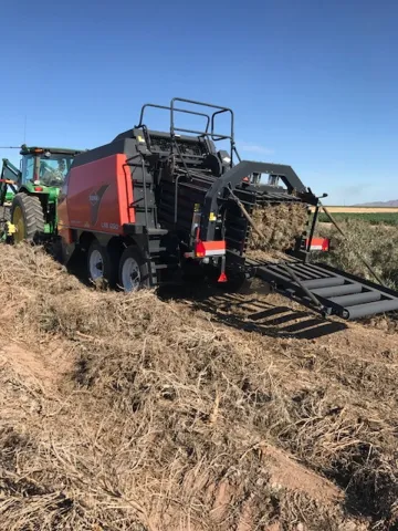 Baling guayule plants in the field Baling guayule plants in the field