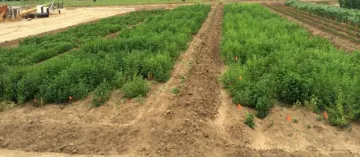 Guar seeds planted at three different times in Las Cruces, New Mexico. (Far left rows planted June 16th, middle rows planted May 15th, far right rows planted April 25th; photo taken in August.)