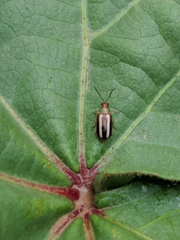 Flea beetle on leaf Flea beetle on leaf