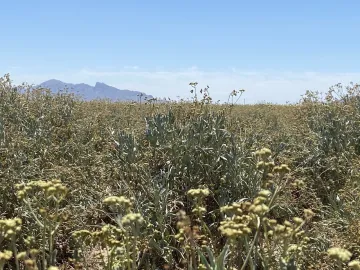 Guayule field in Eloy, Arizona Guayule field in Eloy, Arizona