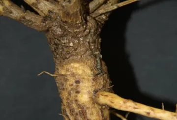 Phytophthora crown rot Phytophthora crown rot