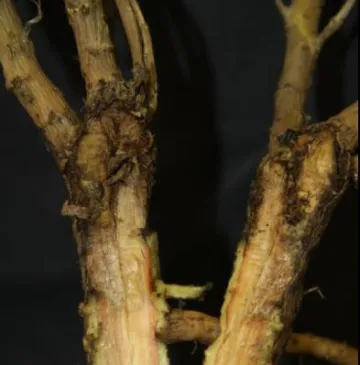 Phytophthora root rot Phytophthora root rot