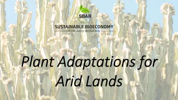 Plant Adaptations for Arid Lands Plant Adaptations for Arid Lands