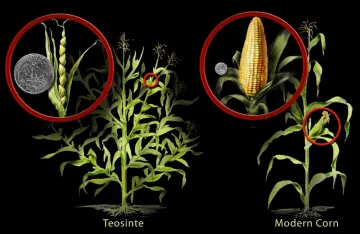 Teosinte Corn Teosinte Corn