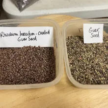 Untreated guar seeds (right) and inoculated guar seeds (left) Untreated guar seeds (right) and inoculated guar seeds (left)