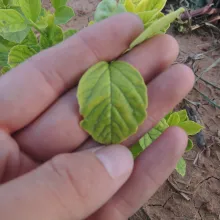 Iron deficiency symptoms on guar leaves Iron deficiency symptoms on guar leaves